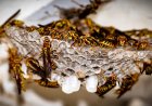 What to Expect from wasp nest removal in London?