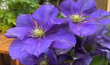 Hillary Ann Gardens: Transforming Outdoor Spaces in Gosforth