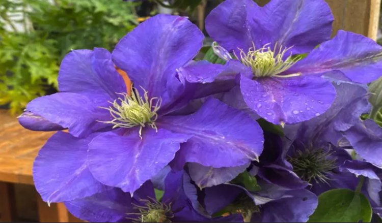 Hillary Ann Gardens: Transforming Outdoor Spaces in Gosforth